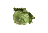 レタス(サニーレタス・れたす・lettuce)無料画像