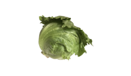 レタス(サニーレタス・れたす・lettuce)無料画像