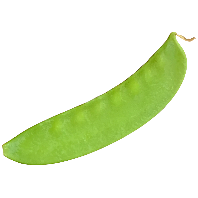 エンドウ えんどう豆 さやえんどう 豌豆 Pea 無料画像 ベジタデジタ