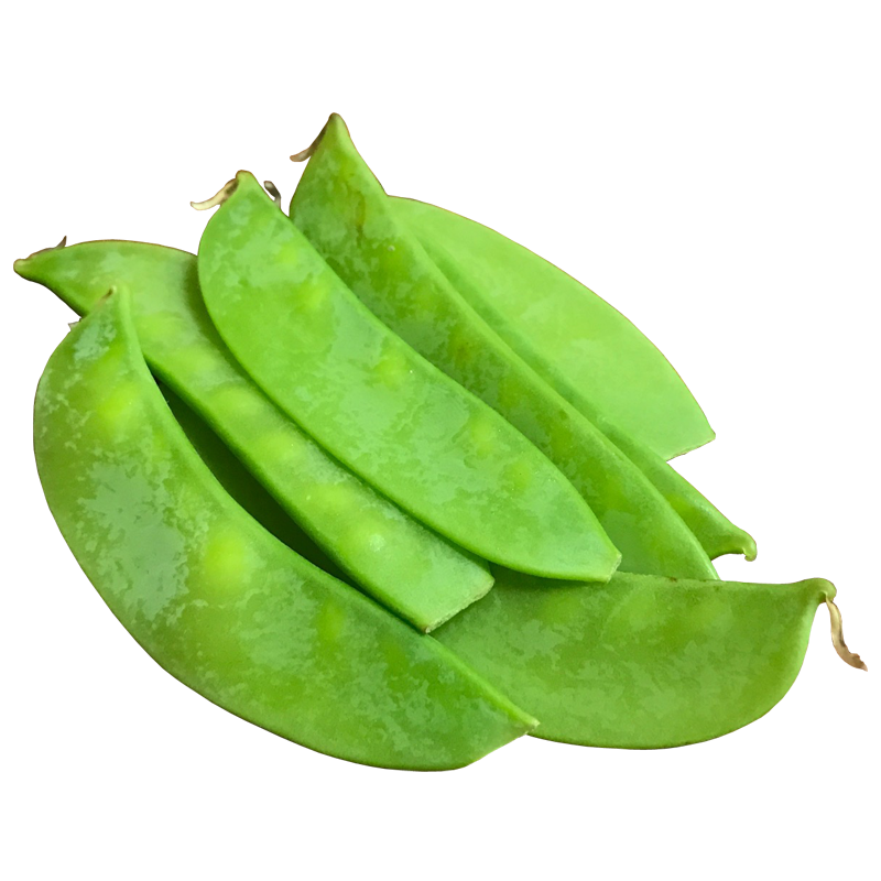 エンドウ えんどう豆 さやえんどう 豌豆 Pea 無料画像 ベジタデジタ
