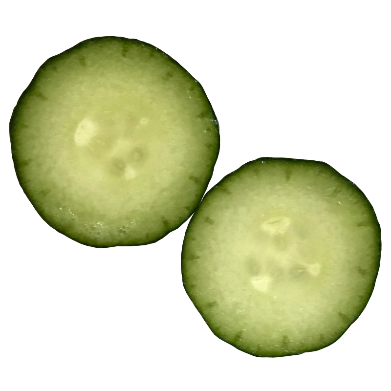 キュウリ きゅうり 胡瓜 Cucumber 無料画像 ベジタデジタ