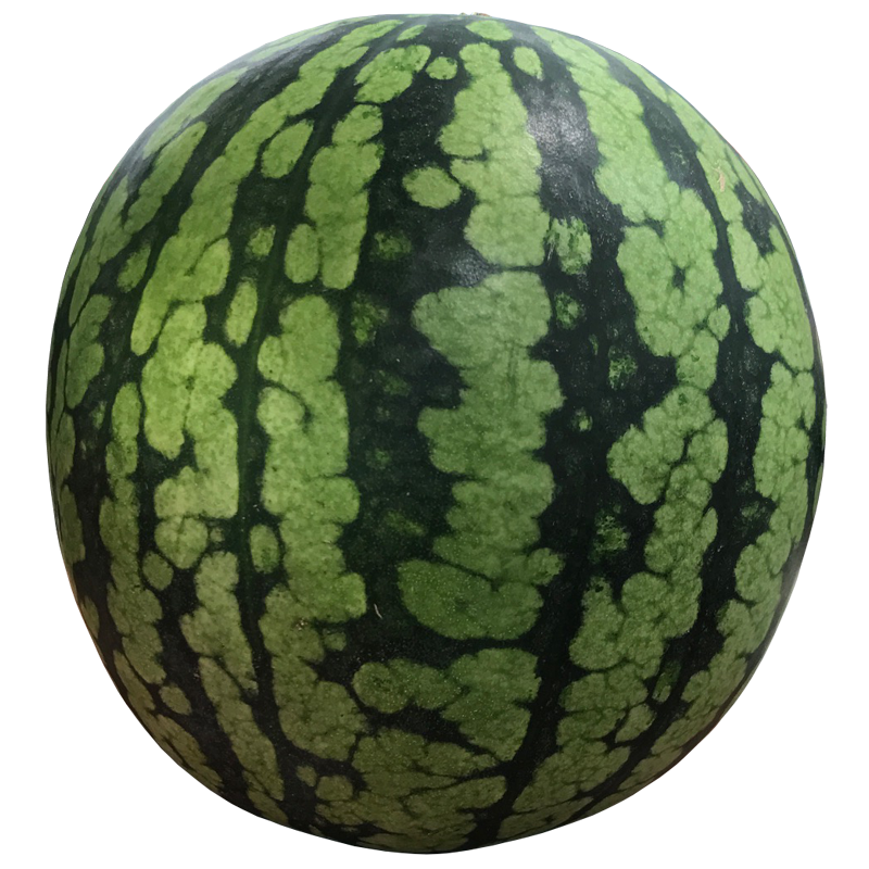 スイカ すいか 西瓜 Watermelon 無料画像 ベジタデジタ