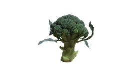 ブロッコリー(ぶろっこりー・メハナヤサイ・ミドリハナヤサイ・broccoli)無料画像
