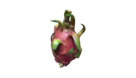 ドラゴンフルーツ(dragonfruit・ピタヤ・pitaya)無料画像