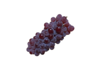 ぶどう(ブドウ・葡萄・グレープ・grape)無料画像